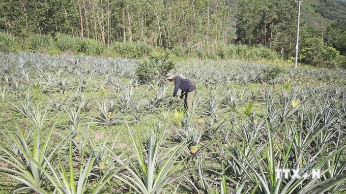 Cây dứa MD2 ra quả to bự, hễ chín là thơm khắp đồi, giúp dân một huyện của Quảng Ngãi khá giả- Ảnh 1.